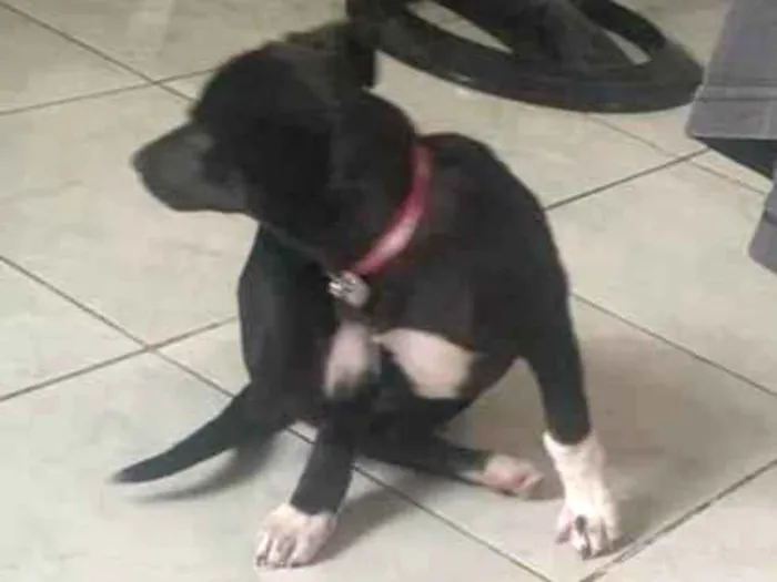 Cachorro ra a Vira lata idade 7 a 11 meses nome Pandora