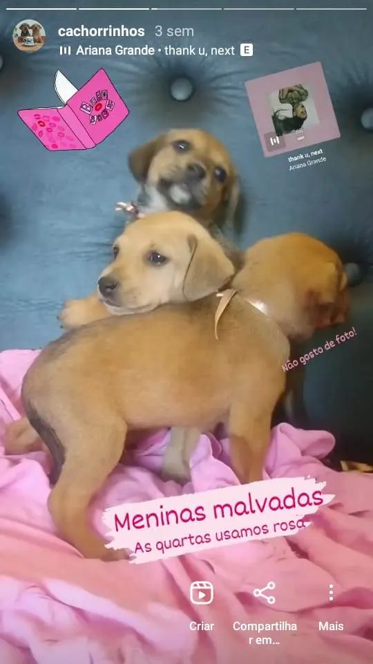 Cachorro ra a não identifiquei idade 2 a 6 meses nome sem nome