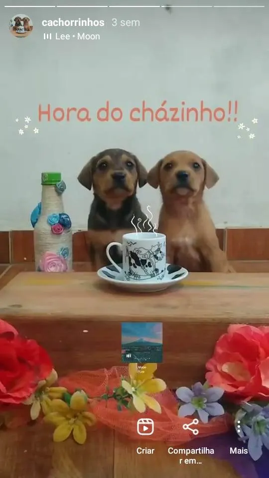 Cachorro ra a não identifiquei idade 2 a 6 meses nome sem nome