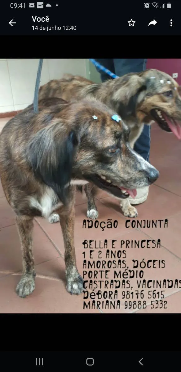 Cachorro ra a SRD idade 2 anos nome Bella e Princesa