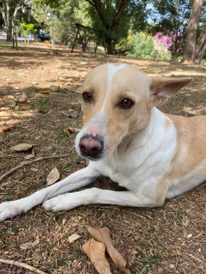 Cachorro ra a SRD idade 2 anos nome Senhorita e menino