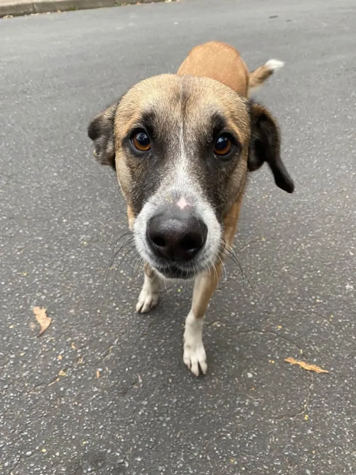 Cachorro ra a SRD idade 2 anos nome Senhorita e menino