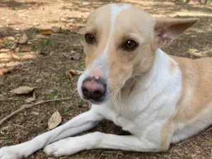 Cachorro raça SRD idade 2 anos nome Senhorita e menino