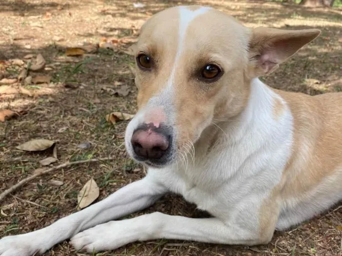 Cachorro ra a SRD idade 2 anos nome Senhorita e menino