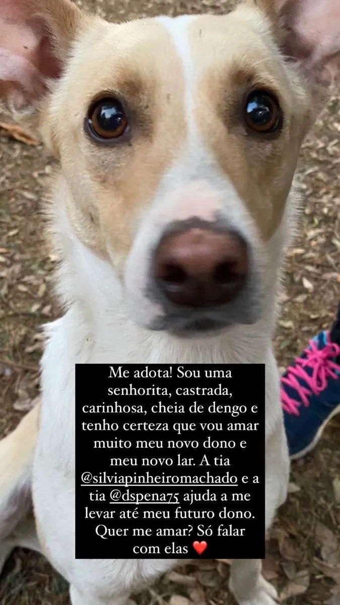 Cachorro ra a SRD idade 2 anos nome Senhorita e menino