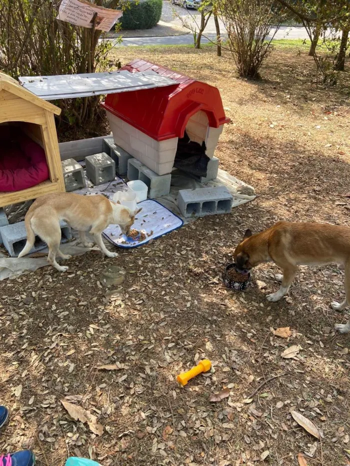 Cachorro ra a SRD idade 2 anos nome Senhorita e menino