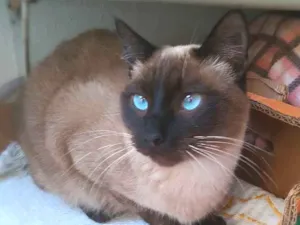 Gato raça Srd idade 7 a 11 meses nome Simon