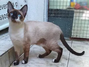 Gato raça Srd idade 2 a 6 meses nome Sia