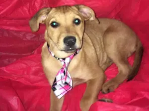 Cachorro raça Srd idade  nome Cauã