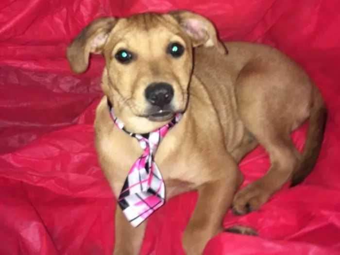 Cachorro raça Srd idade  nome Cauã