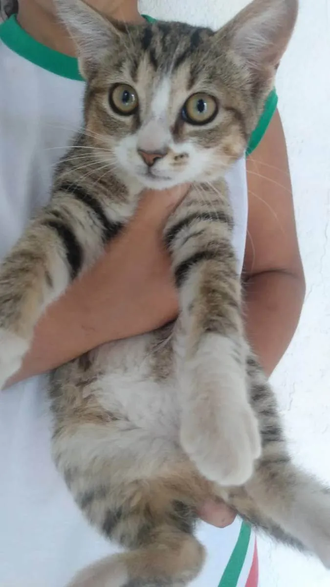 Gato ra a Srd idade 2 a 6 meses nome Elvira, banguela, ni