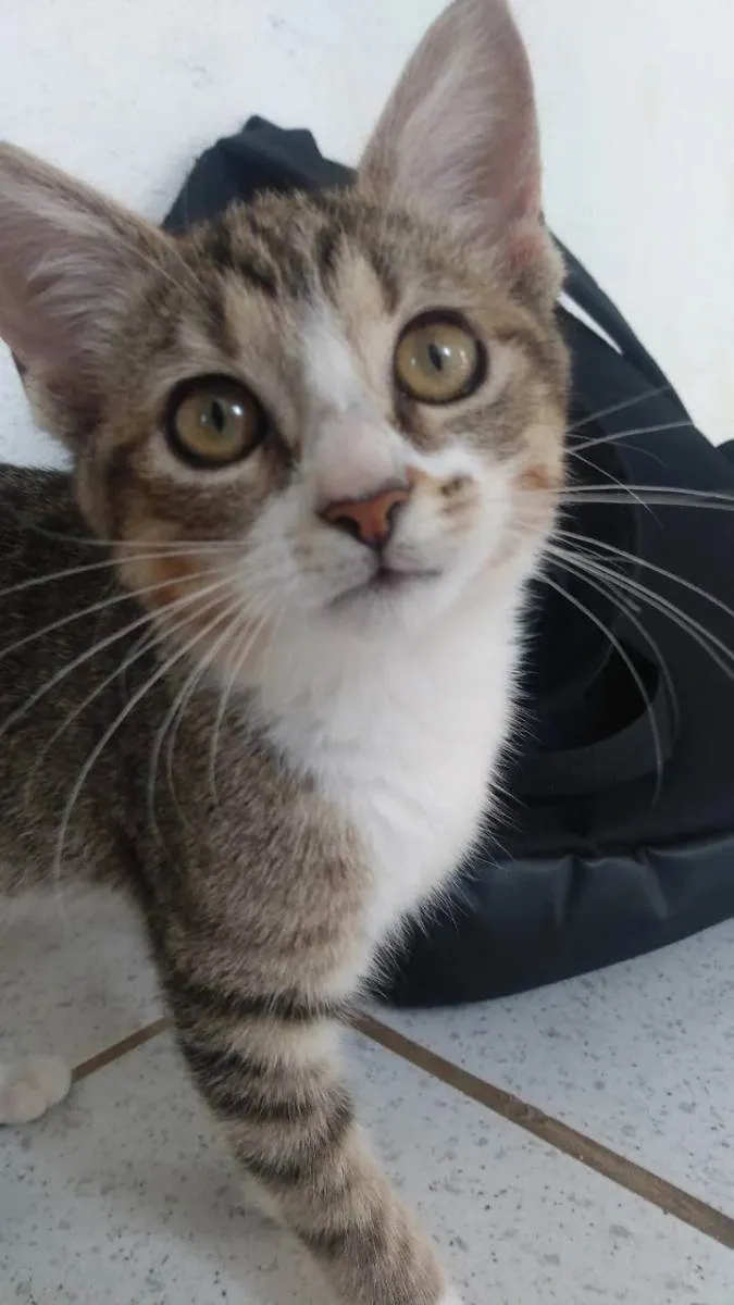 Gato ra a Srd idade 2 a 6 meses nome Elvira, banguela, ni