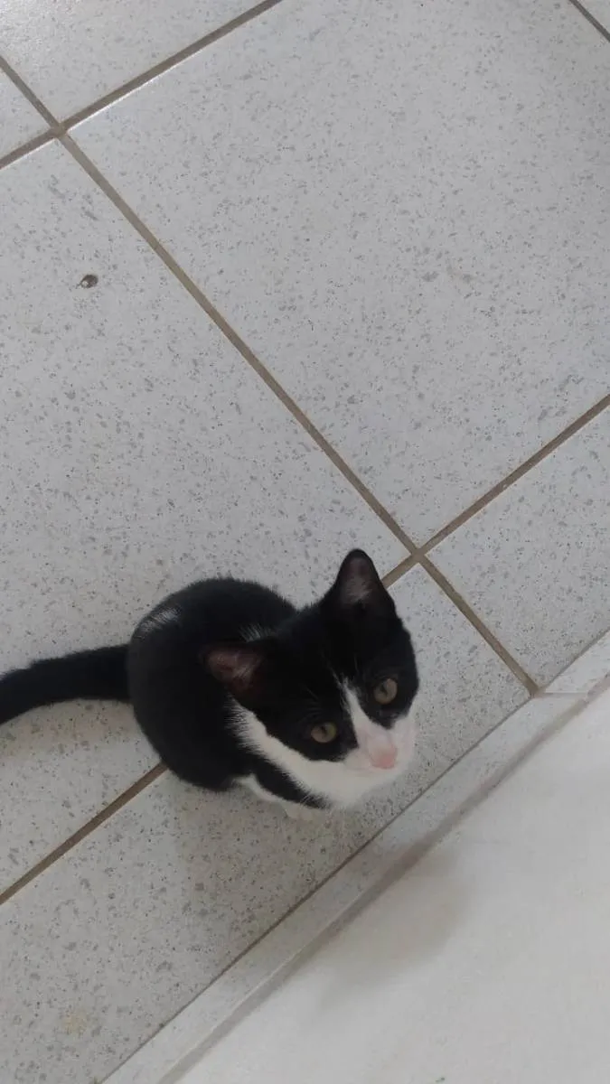 Gato ra a Srd idade 2 a 6 meses nome Elvira, banguela, ni