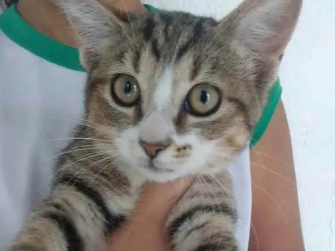 Gato ra a Srd idade 2 a 6 meses nome Elvira, banguela, ni