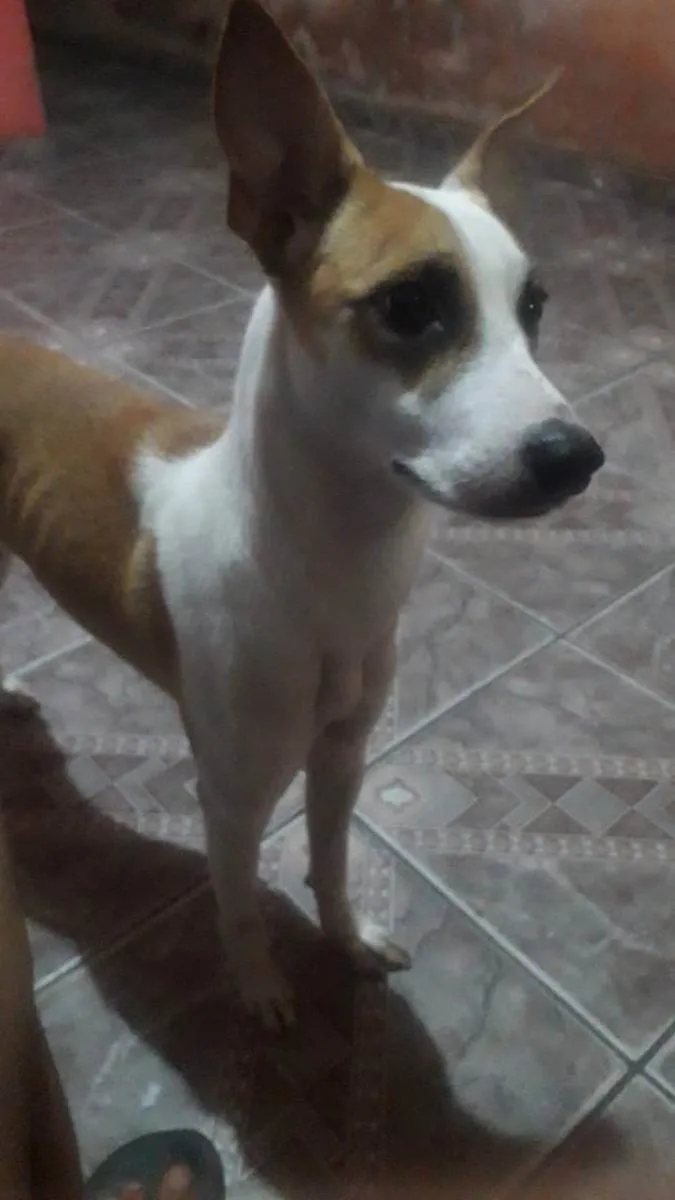 Cachorro ra a Caramelo idade 1 ano nome Sophia 