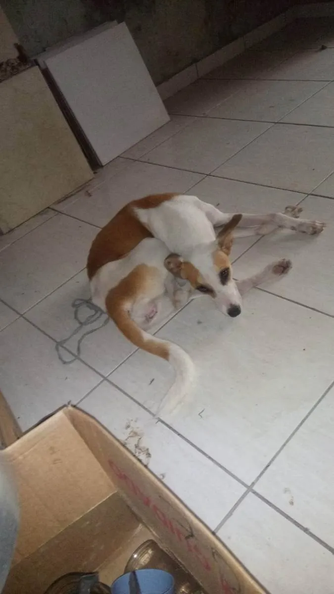 Cachorro ra a Caramelo idade 1 ano nome Sophia 