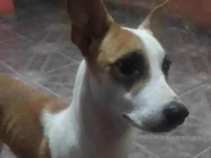 Cachorro ra a Caramelo idade 1 ano nome Sophia 