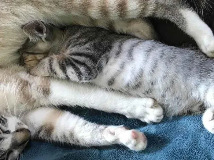 Gato ra a  idade 2 a 6 meses nome Sem nome 