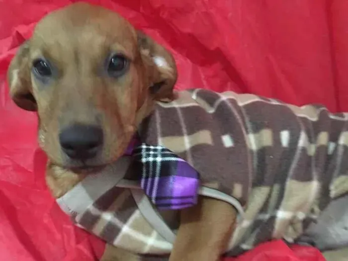 Cachorro raça Srd idade  nome Raymond