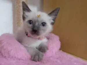Gato raça  idade Abaixo de 2 meses nome Pandora 