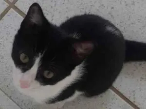 Gato raça Srd idade 2 a 6 meses nome Elvira, banguela, ni