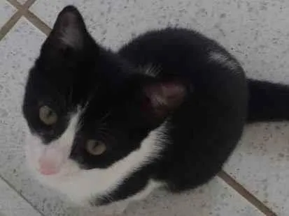 Gato ra a Srd idade 2 a 6 meses nome Elvira, banguela, ni