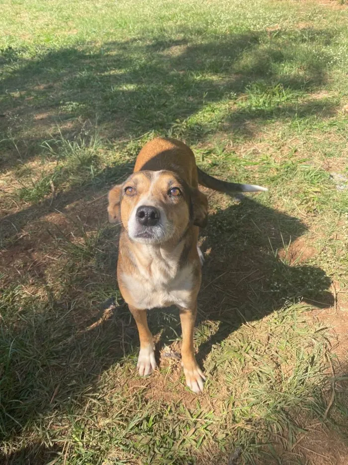 Cachorro ra a Srd idade 3 anos nome Nubia