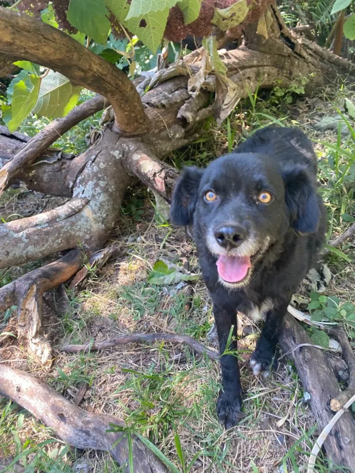 Cachorro ra a Srd idade 3 anos nome Pretinha