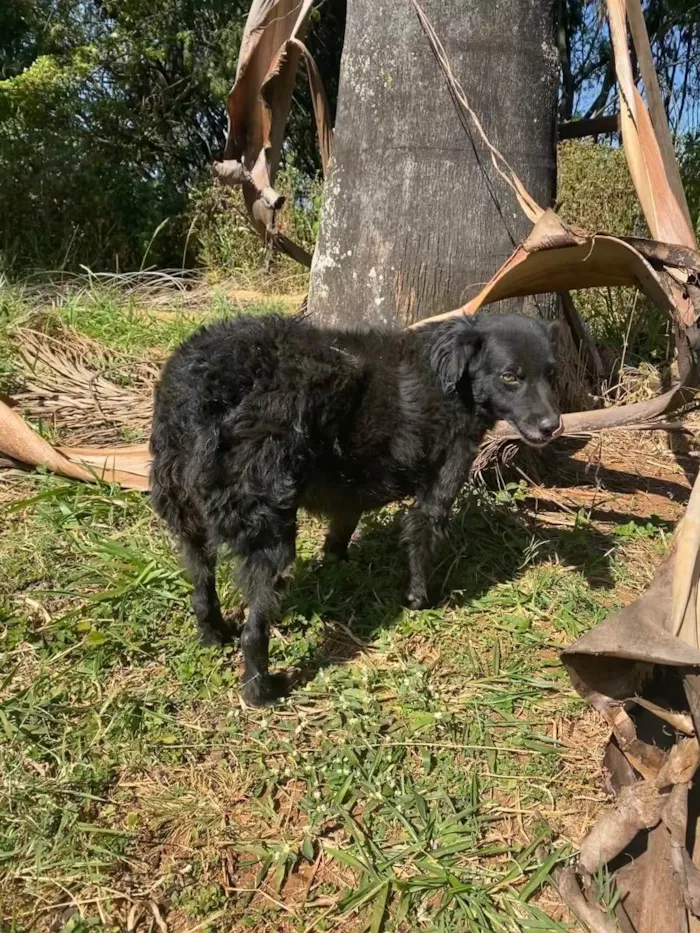 Cachorro ra a Srd idade 3 anos nome Pretinha