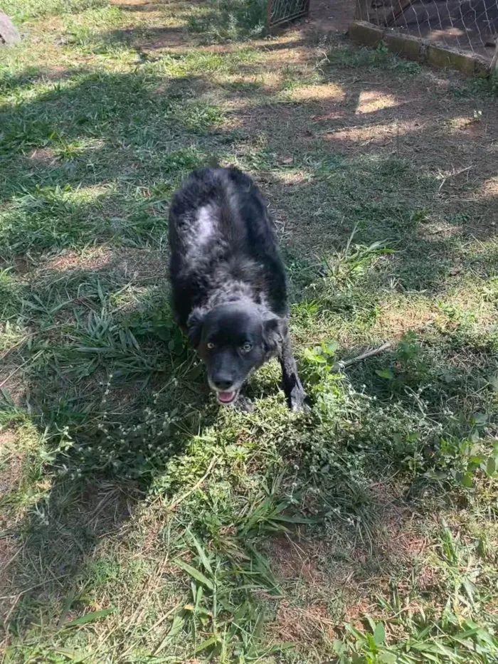 Cachorro ra a Srd idade 3 anos nome Pretinha