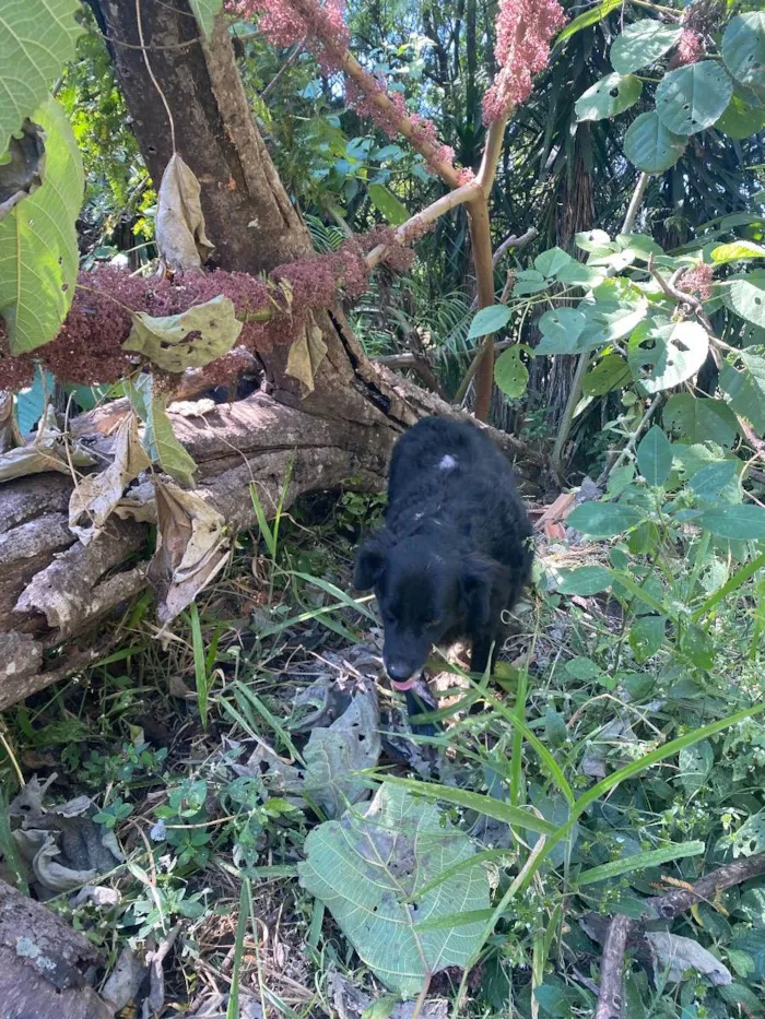 Cachorro ra a Srd idade 3 anos nome Pretinha