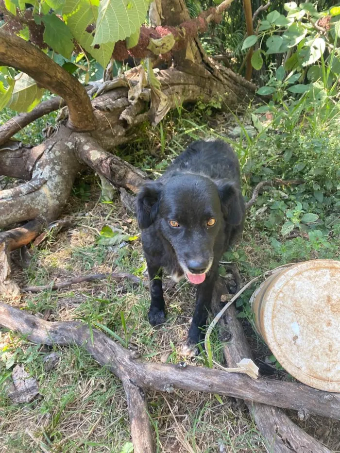 Cachorro ra a Srd idade 3 anos nome Pretinha