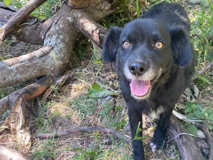 Cachorro ra a Srd idade 3 anos nome Pretinha