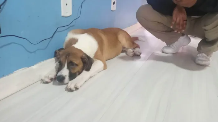 Cachorro ra a Vira lata idade 7 a 11 meses nome Cremoso 