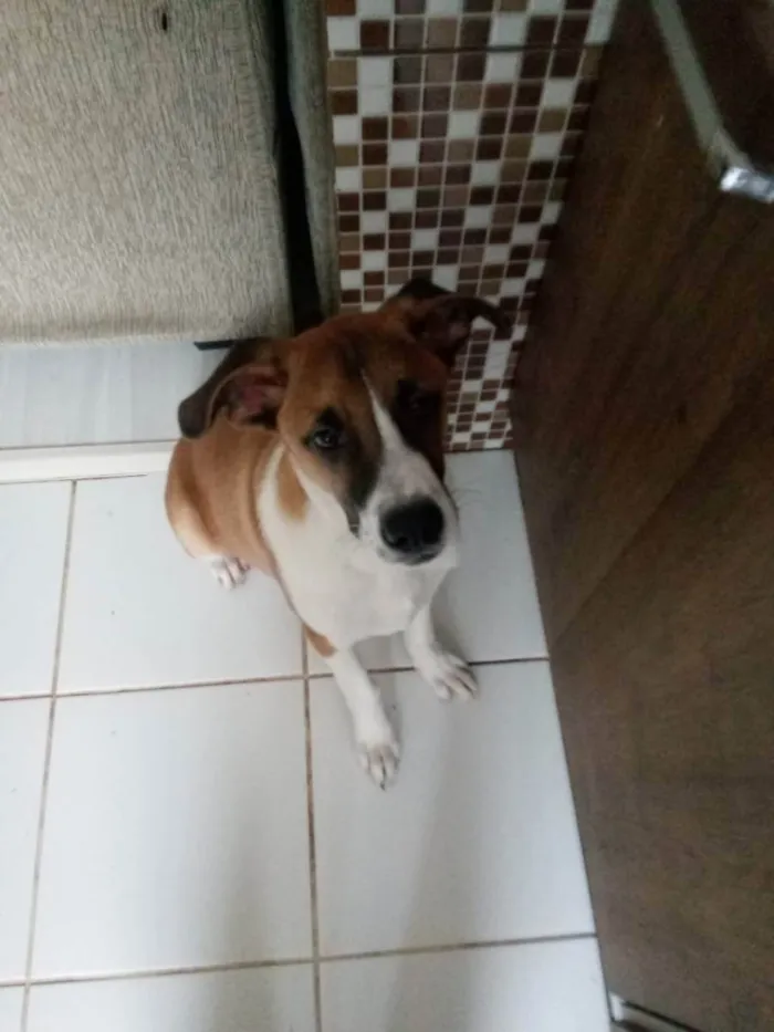 Cachorro ra a Vira lata idade 7 a 11 meses nome Cremoso 