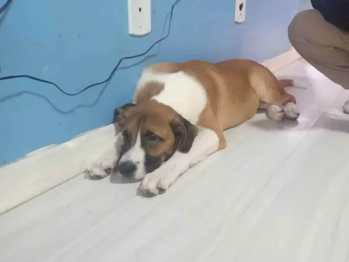 Cachorro ra a Vira lata idade 7 a 11 meses nome Cremoso 