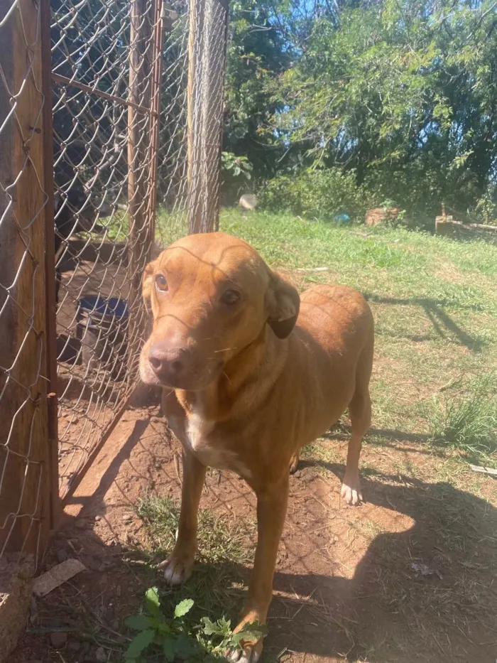 Cachorro ra a Srd idade 3 anos nome Mariele