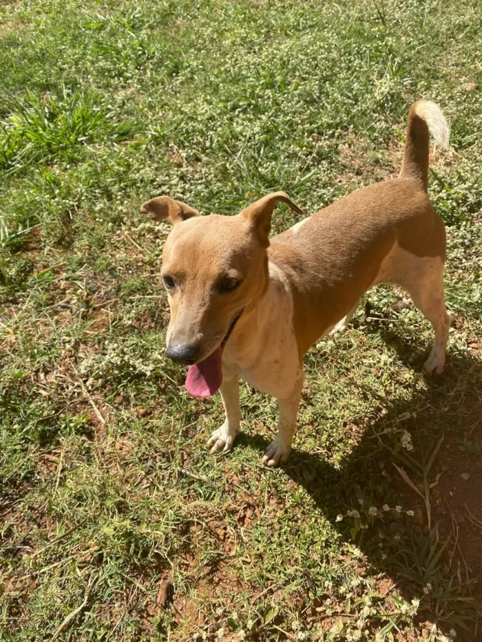 Cachorro ra a Srd idade 2 anos nome Manuela