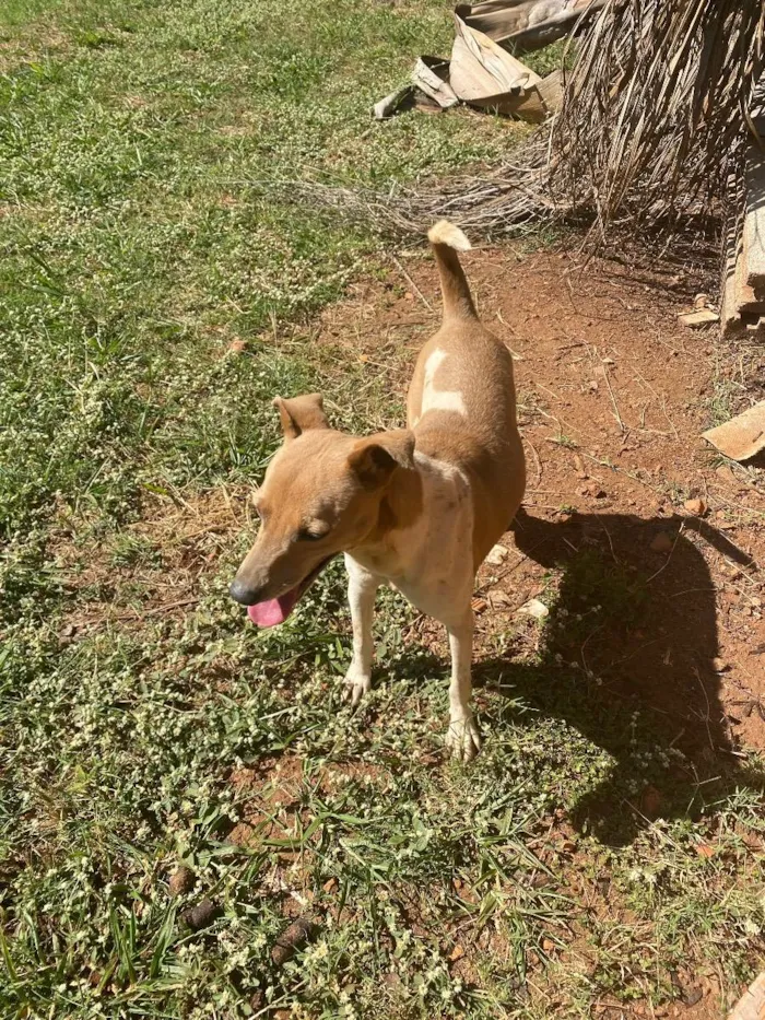 Cachorro ra a Srd idade 2 anos nome Manuela