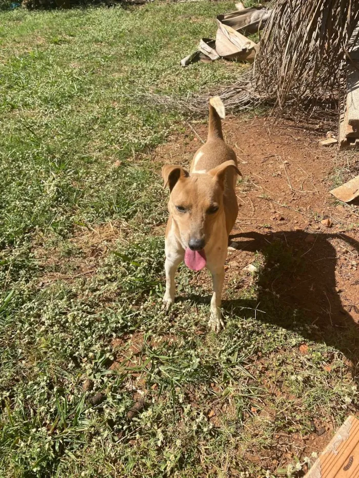 Cachorro ra a Srd idade 2 anos nome Manuela