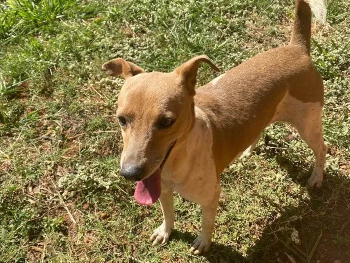 Cachorro ra a Srd idade 2 anos nome Manuela