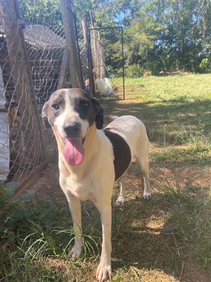 Cachorro ra a Srd idade 3 anos nome Chaplin