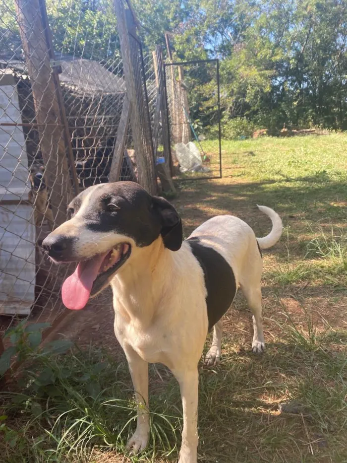 Cachorro ra a Srd idade 3 anos nome Chaplin