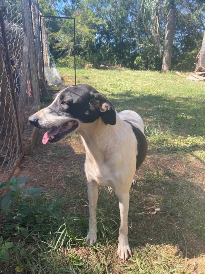 Cachorro ra a Srd idade 3 anos nome Chaplin