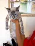 Gato raça Srd idade 2 a 6 meses nome Vincent bb4meses 