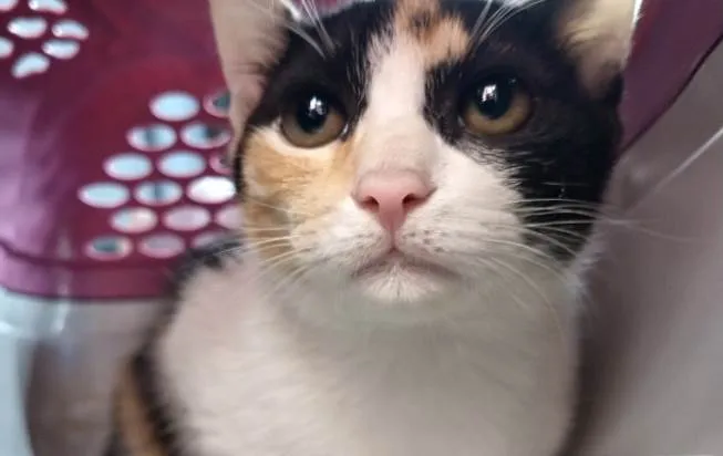 Gato raça Srd idade 2 a 6 meses nome Aurora bb4meses 