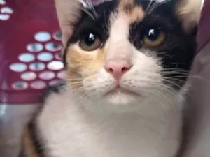 Gato raça Srd idade 2 a 6 meses nome Aurora bb4meses 