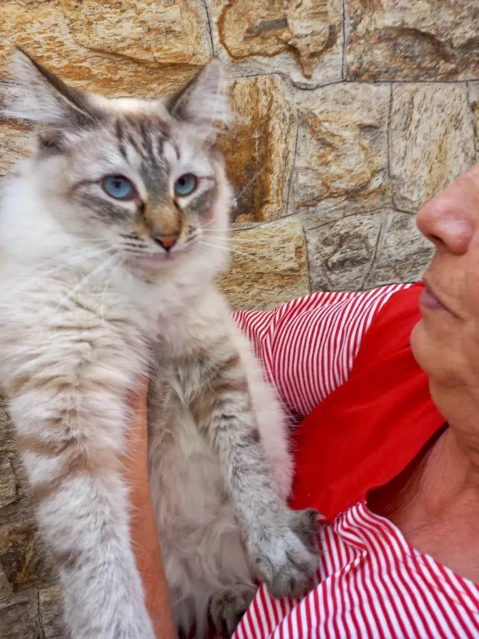 Gato raça Srd idade 2 a 6 meses nome Fluffy lindo bb