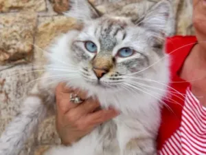 Gato raça Srd idade 2 a 6 meses nome Fluffy lindo bb