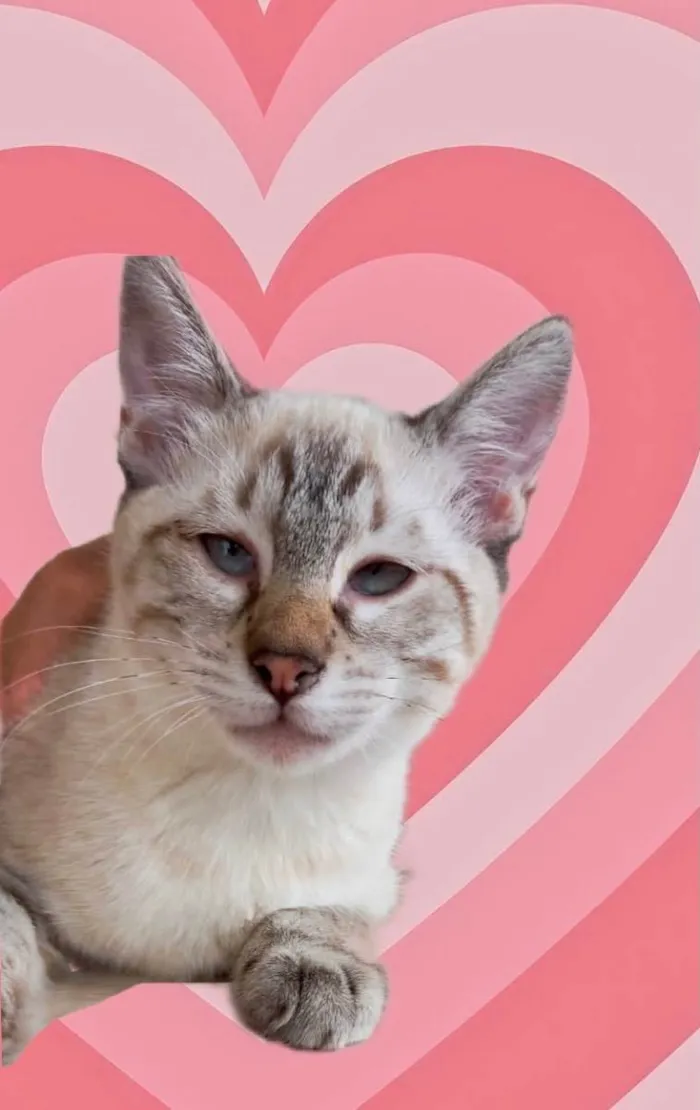 Gato raça Srd idade 2 a 6 meses nome Pipoca bb 5 meses 